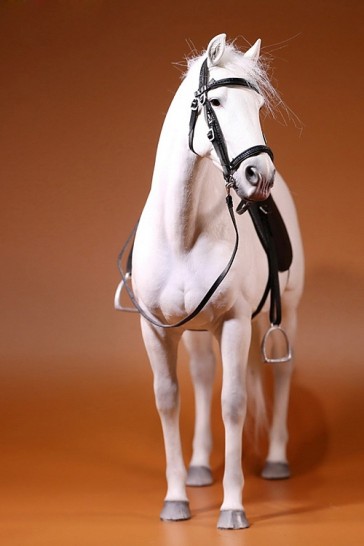 German Hanoverian Warmblood Horse - Mr. Z
