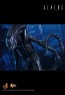 Alien Warrior - Aliens - Hot Toys