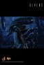 Alien Warrior - Aliens - Hot Toys