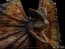 Iron Studios - Jurassic Park - Dilophosaurus - Art Scale Staute