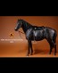 German Hanoverian Warmblood Horse - schwarz - Mr. Z