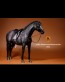 German Hanoverian Warmblood Horse - schwarz - Mr. Z
