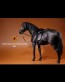 German Hanoverian Warmblood Horse - schwarz - Mr. Z