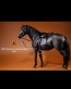 German Hanoverian Warmblood Horse - schwarz - Mr. Z
