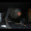 NECA - An American Werewolf in London - Ultimate Kessler Wolf Action Figure 