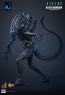 Hot Toys - Alien Warrior - Aliens