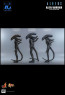 Hot Toys - Alien Warrior - Aliens